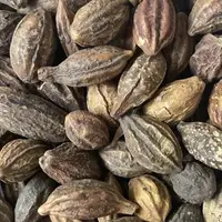 龙胆果 包邮 云南山货 泡水煲汤泡酒 人工挑选 颗粒饱满