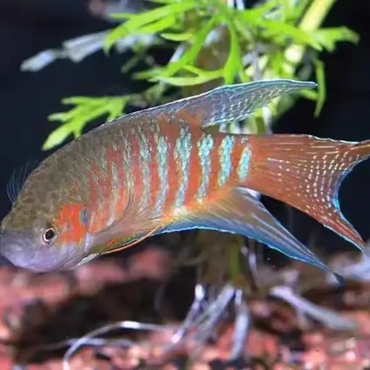 中国斗鱼菩萨鱼淡水冷水活体活鱼耐活好养普叉巨普观赏鱼沙蛮鱼苗