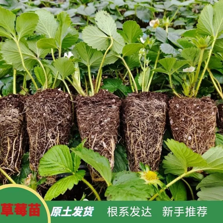 四季奶油草莓苗带土可盆栽地栽阳台室外露天种植多年生草莓苗