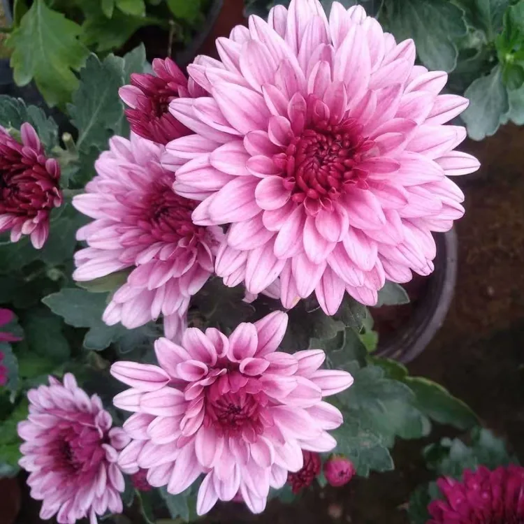 【九月菊盆栽】菊花盆栽 大花带花苞耐寒好养室内 四季开花绿植花卉