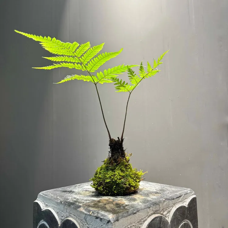 虹鳞蕨水培懒人植物纯室内摆放新中式禅意蕨类