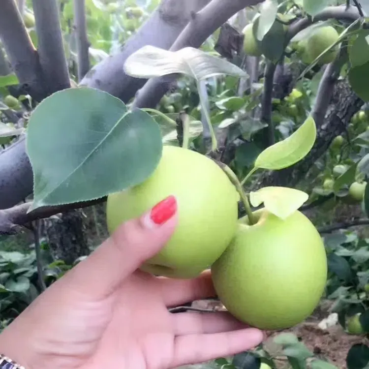 新鲜皇冠梨砀山特产整箱翠冠梨子酸甜可口多汁黄冠梨当季水果特价