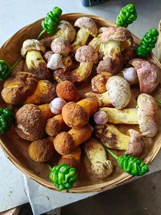 2025年精品野生菌菇火锅混装组合自由搭配顺丰空运包邮干巴菌