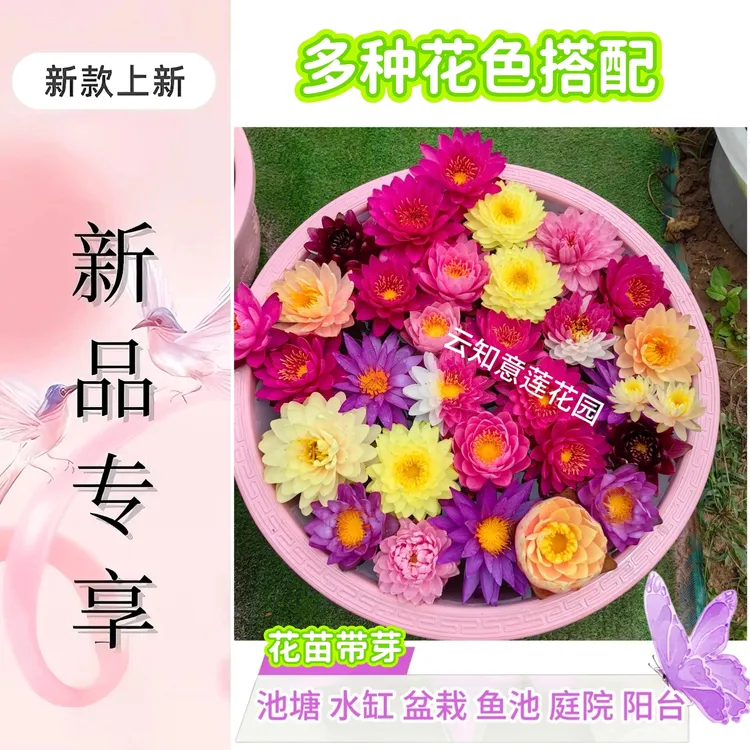 新品（多种花色）大花观赏睡莲花带芽盆栽水缸池塘四季水培植物花卉