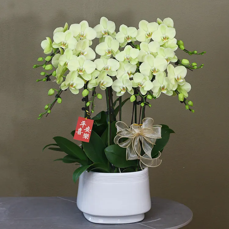 蝴蝶兰【日光浴】绿色大花带花带盆组好送礼茶桌婚礼工位美化装饰