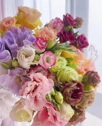 【600克  混色洋桔梗】任意拍两单升级冷链或空运