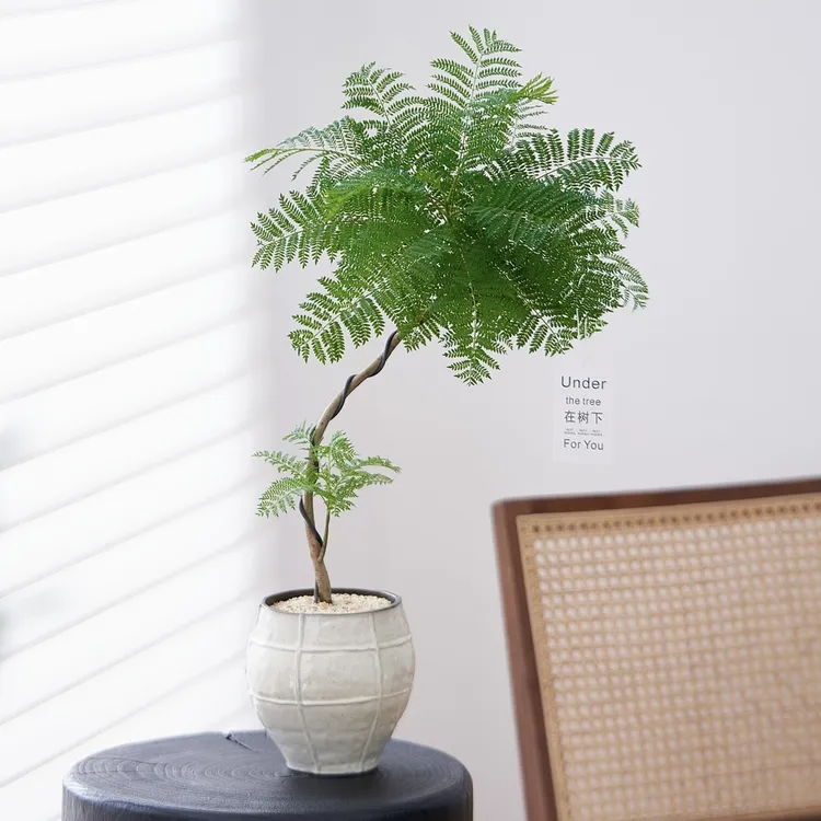 S型老桩蓝花楹盆栽盆景室内客厅办公室桌面观叶趣味好养花卉绿植