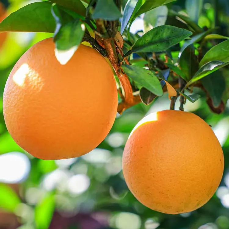 江西橙子江西赣橙