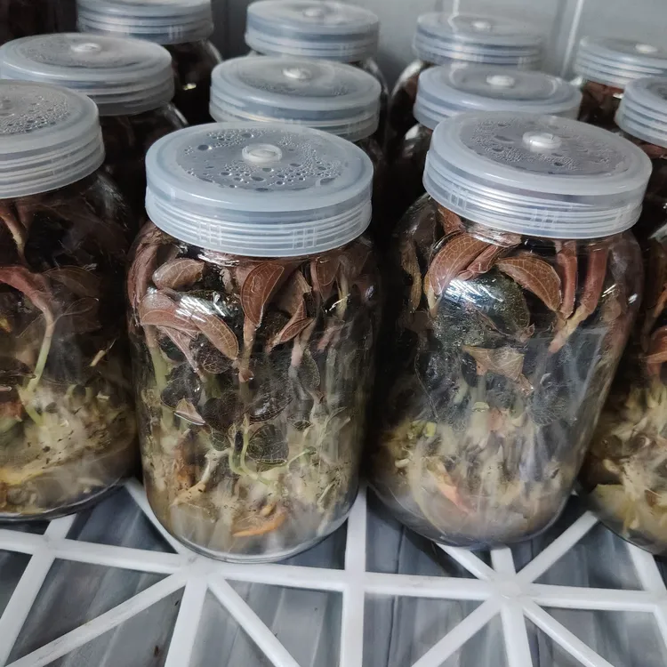 包邮红霞金线莲农产品种植