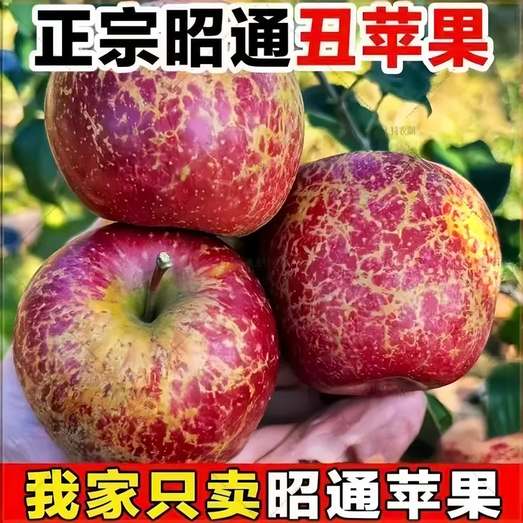 正宗云南昭通冰糖心丑苹果脆甜多汁红富士现摘现发新鲜水果应季