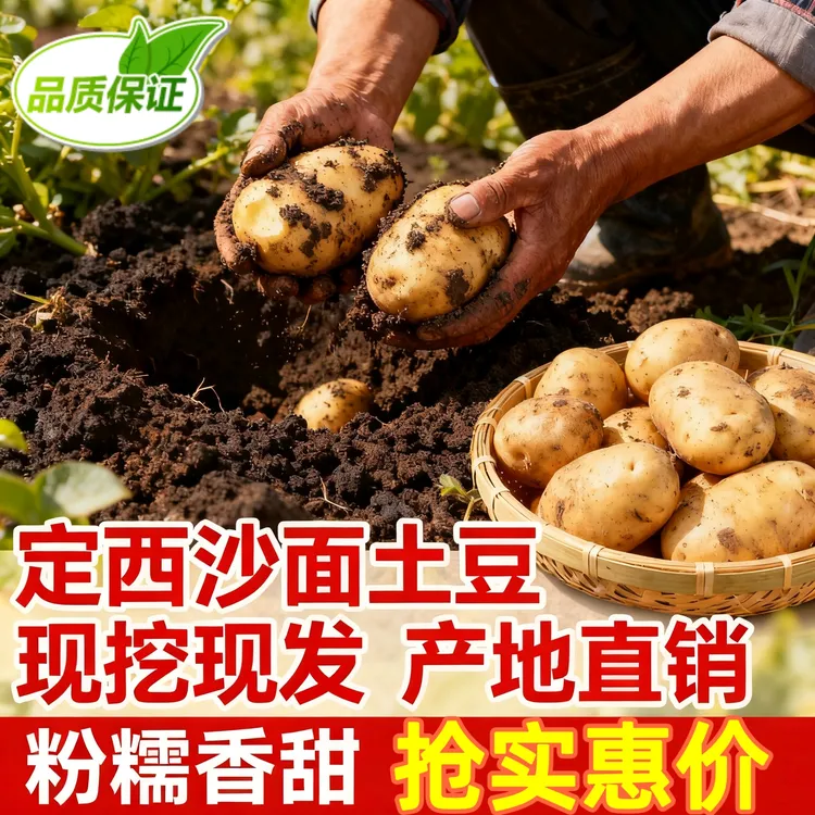 【试吃两个升级发货】现挖新鲜定西土豆5/9斤黄皮黄心沙糯粉面洋芋