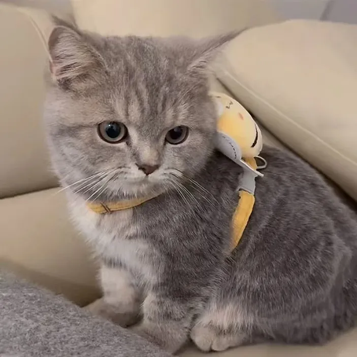 猫咪牵引绳防脱遛猫绳春夏外出胸背带可调节狗链可爱舒适宠物幼猫