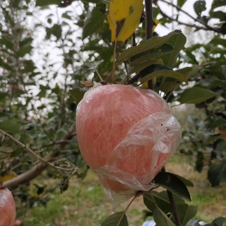 山西现摘中秋王苹果脆甜多汁果园直发净重5斤包邮