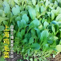 【全店满5元包邮】速生鸡毛菜种子小油菜小白菜生长快易种植盆栽阳