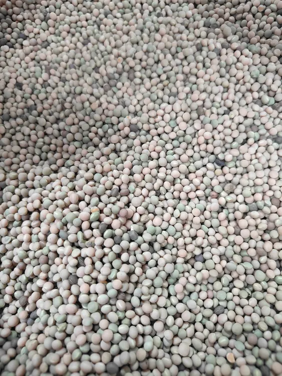 【散称】首佳小粉豆鸽粮