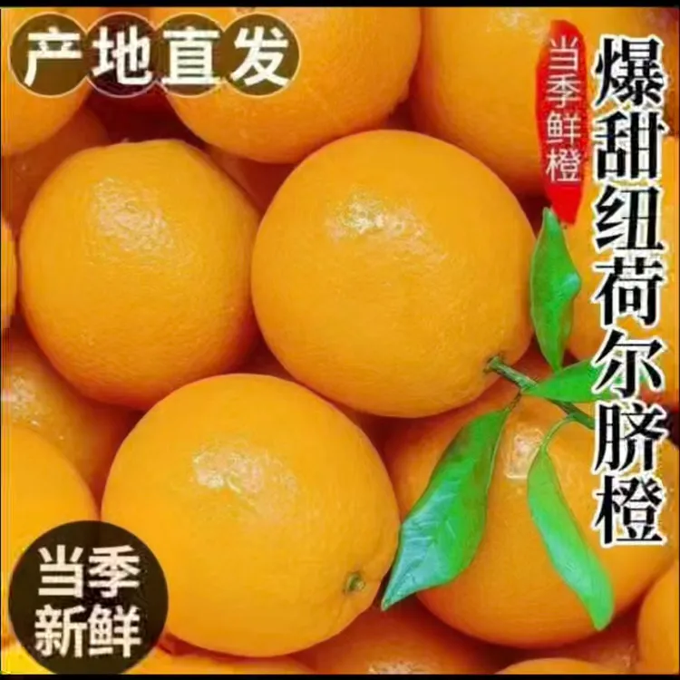 湖南道州下蒋脐橙现摘新鲜水果蜂糖甜味产地直发