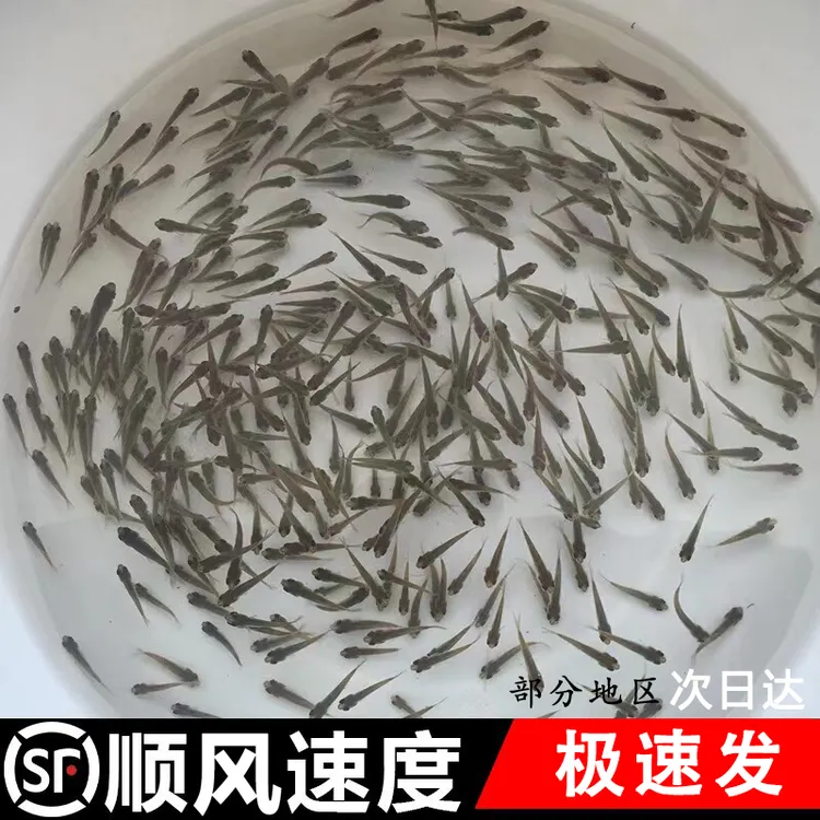 土鲮鱼小鱼苗活体饲料鱼麦穗鱼活鱼喂鳜鱼乌龟喂金龙桂花鲈鱼龟粮