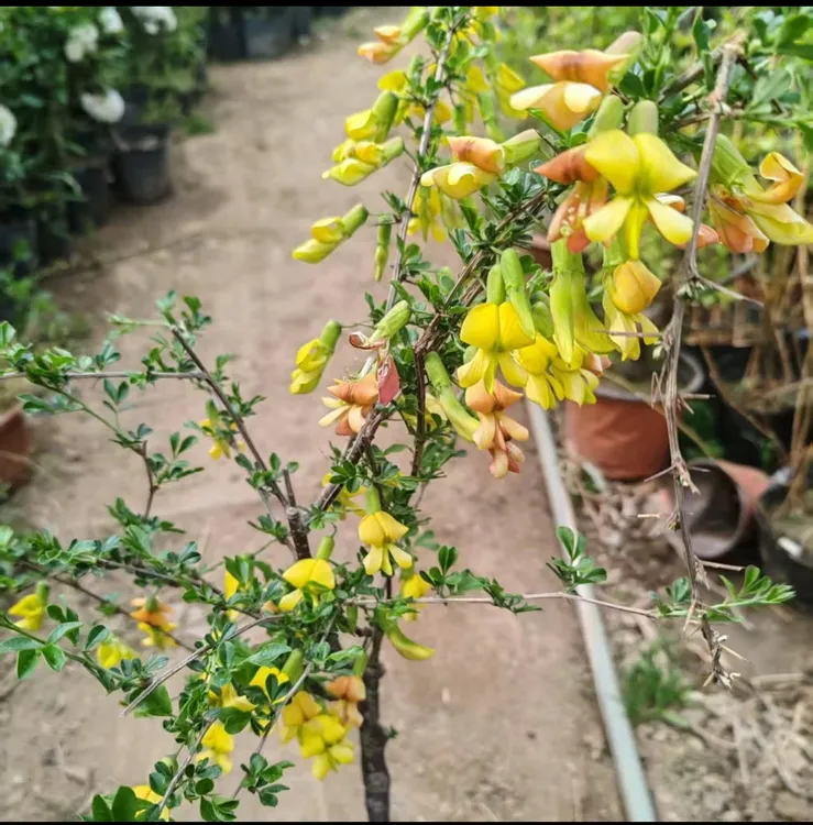正宗食用金雀花苗室内树苗盆景提根老桩阳台盆栽花卉