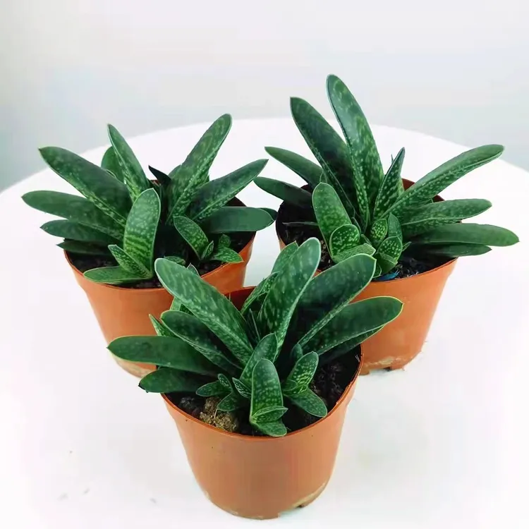 子宝多肉植物萌萌肉元宝花新手好养易活室内桌面美观礼物花耐阴