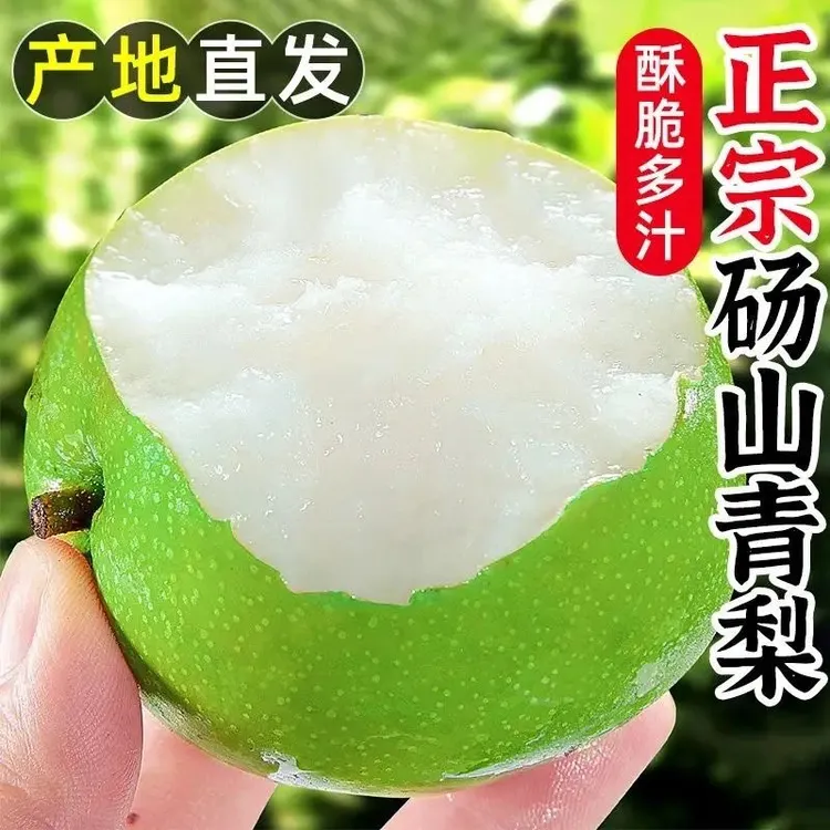 2025新梨砀山梨正宗苏脆一号梨皇冠梨砀山酥梨水果应季牛奶梨