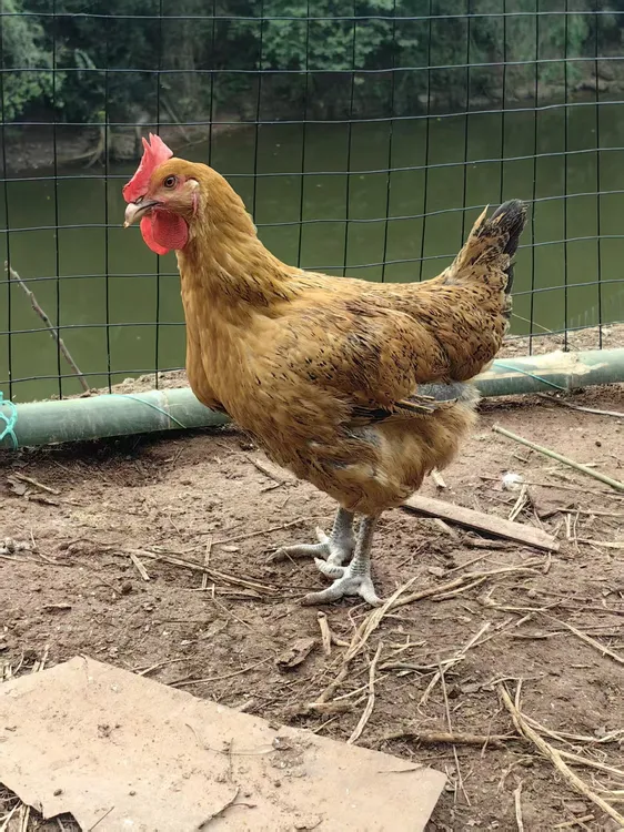 深山散养玉米鸡.青脚麻母鸡，黑凤母鸡