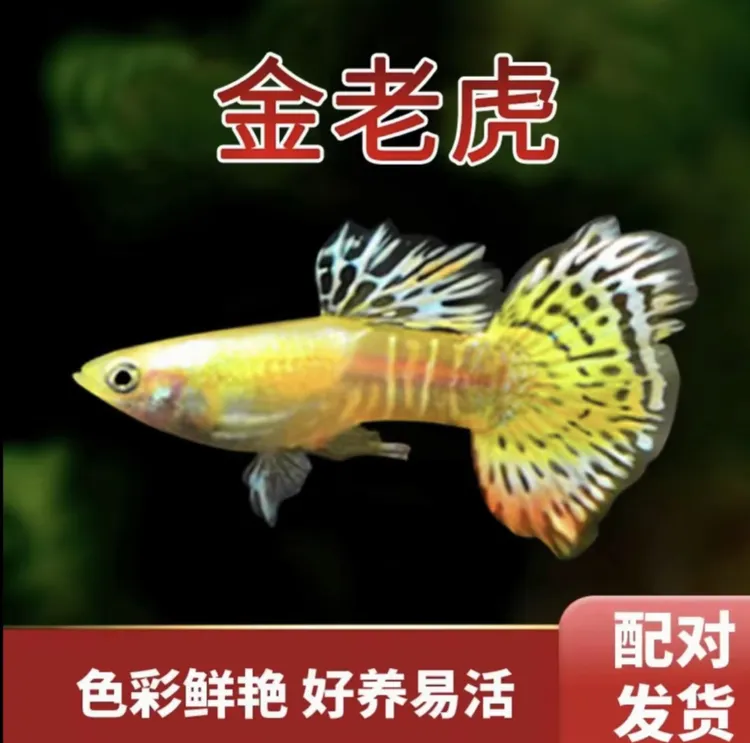 黄金蕾丝金老虎孔雀鱼黄金色小型观赏鱼招财鱼