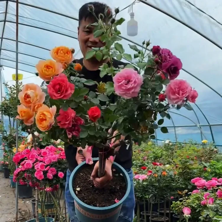 精品多色树桩月季棒棒糖花苗大花朵花卉植物庭院四季开玫瑰花