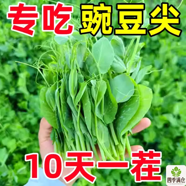 【专吃豌豆尖】豌豆苗种子贵州四川无须豌豆尖种籽秋季芽苗菜四季