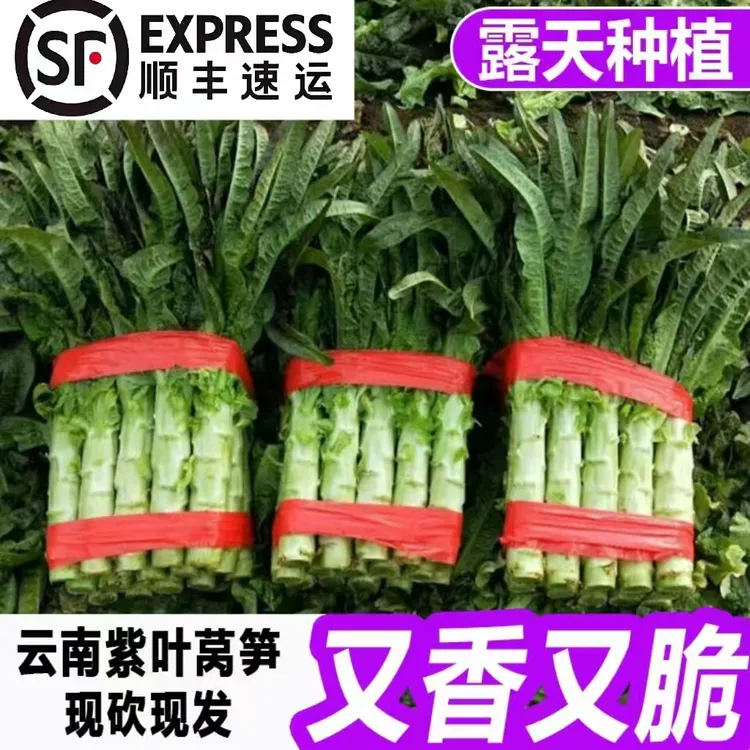 【现砍现发】云南高山紫叶香莴笋莴苣新鲜当季时令蔬菜露天种植
