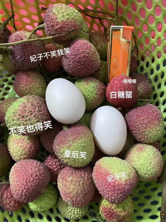 自家果园种的妃子笑荔枝，新鲜现摘现发，顺丰京东冷链空运包邮！