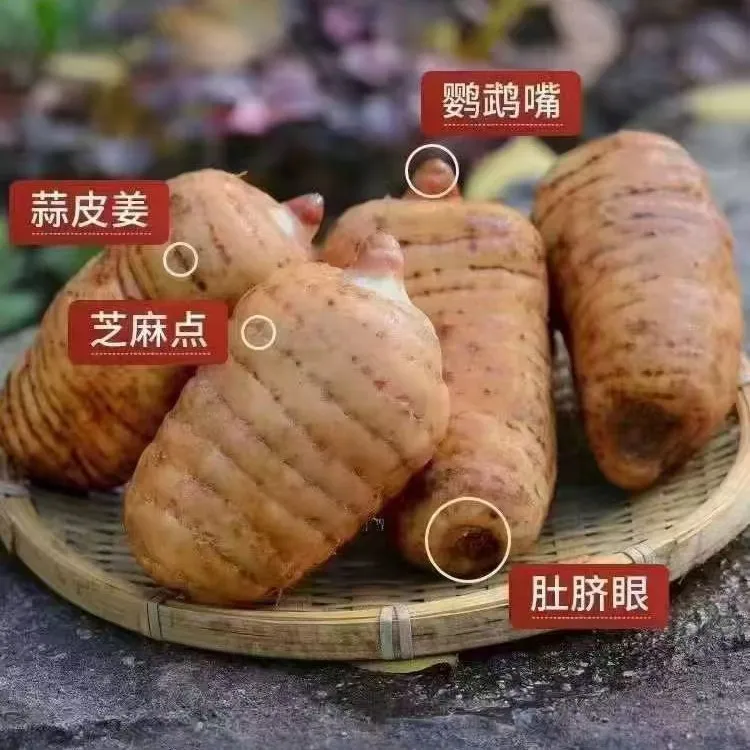 云南昭通正宗小草坝新鲜白头天麻产地现挖顺丰快递天麻正宗野天麻