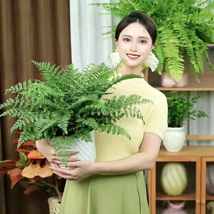 大盆吉姆蕨室内好养基地原盆耐阴绿植盆栽好养四季常青观叶植物花