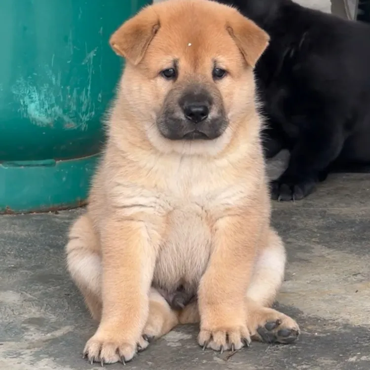 中华田园犬，广西土猎，老祖宗传承的经典！总有一款适合你！狗狗土狗