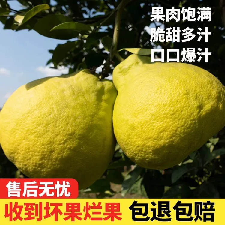 合江真龙柚 纯甜多汁甄选老树果