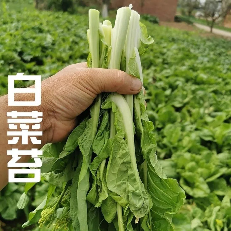 湖南本地白菜苔农家青菜苔菜心农村露天种植当季新鲜蔬菜现摘现发