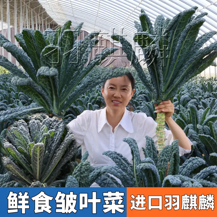 【荷兰进口】羽麒麟皱叶菜苗 基地大田品质鲜食口感阳台小院盆地栽
