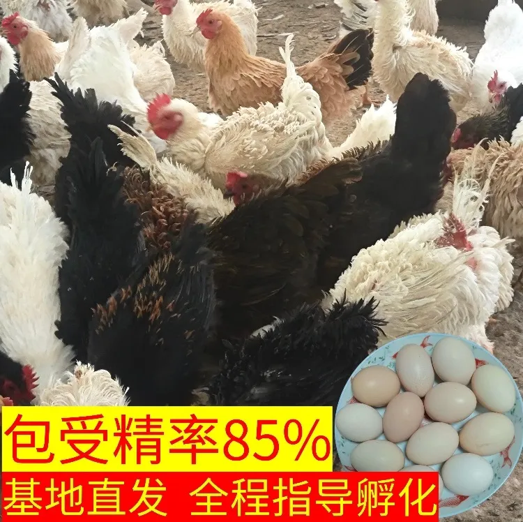 散养土鸡蛋新鲜土鸡蛋农家散养新鲜翻毛鸡蛋白鸡蛋当天捡的