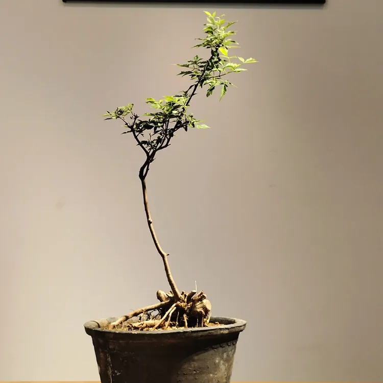 盆景绿植盆景植物盆栽15分钟素材黄荆，直播解读截图为准橄榄树