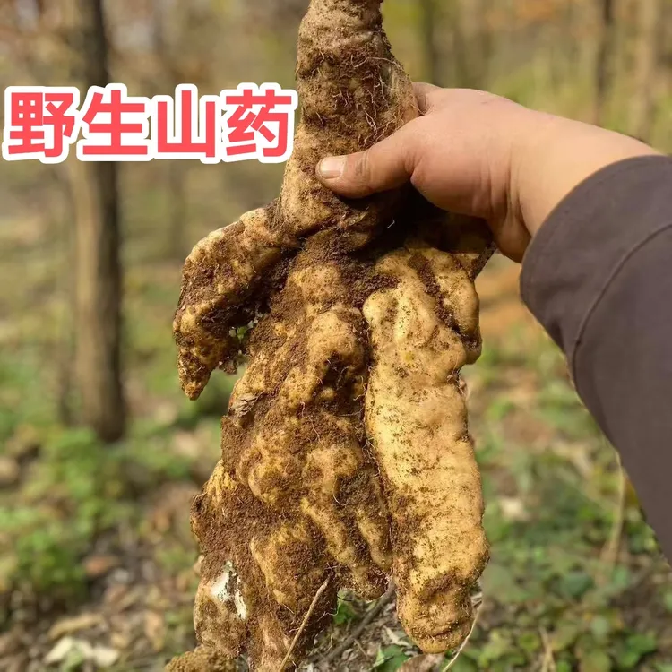 新鲜现挖深山大山野山药可煲汤营养高口感好野生山药