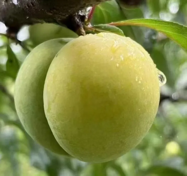 贵州六马蜂糖李甜的像蜂蜜