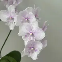 白居易 （送盆）大花蝴蝶兰盆栽室内花卉绿植 云南鲜花绿植