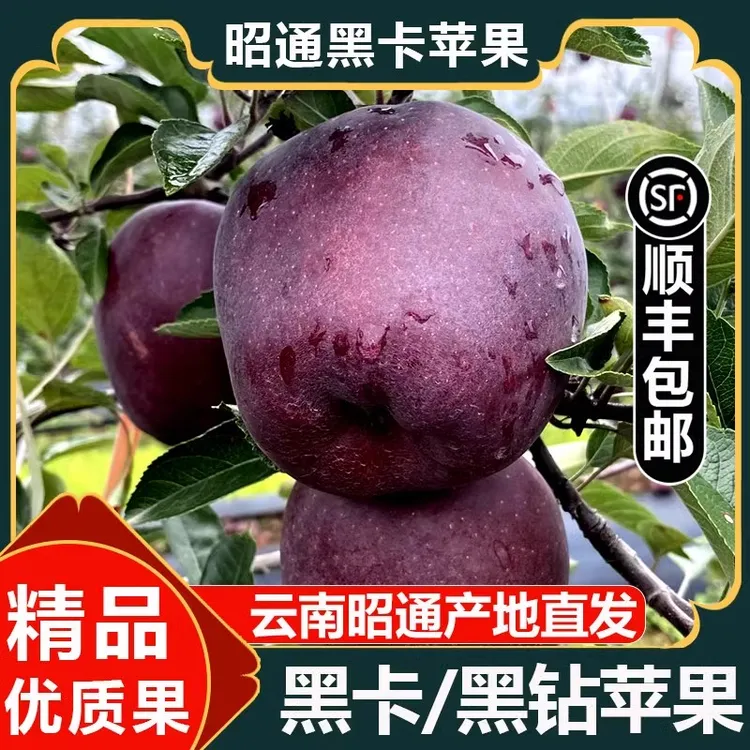 云南昭通黑卡苹果黑钻苹果黑色纯甜苹果新水果鲜当季整箱
