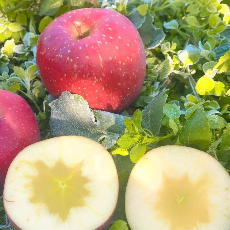 【100%冰糖心】冰糖心丑苹果  脆甜多汁 高原苹果