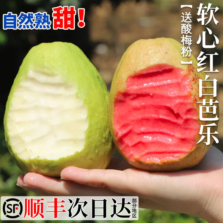 【东方甄选】广西奶油芭乐番石榴红白心新鲜低糖现摘应季水果芭乐