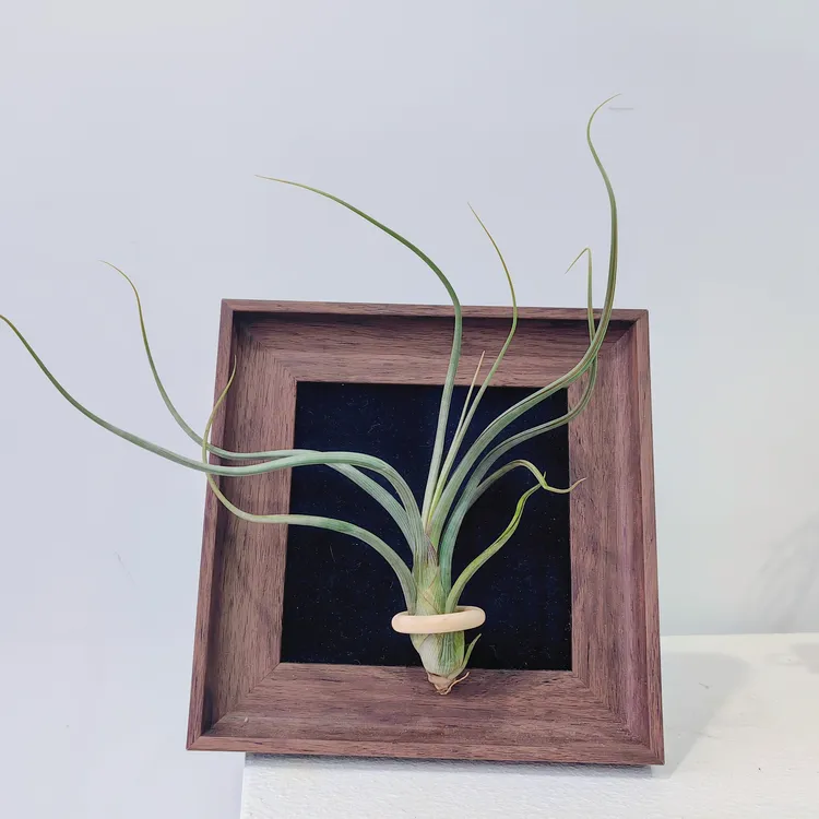 空气凤梨 大天堂 艺术相框 室内养护适合生长开花送人礼物