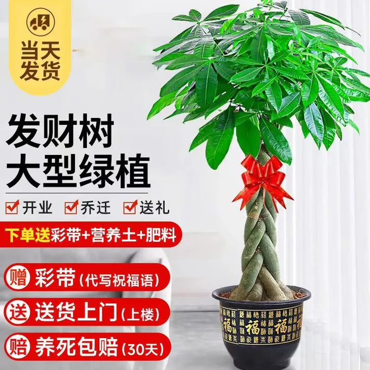 辫子发财树盆栽客厅绿植室内植物大型大棵发财树开业送礼乔迁