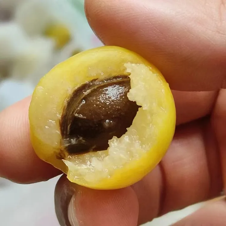 【精选好货】新疆库车小白杏应季当季水果蜜甜生态爆汁