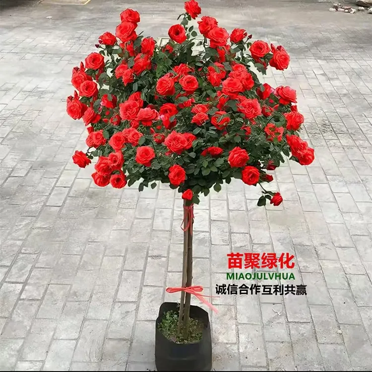 棒棒糖树桩月季花高杆月季花室内外花卉植物四季玫瑰带花树状月季