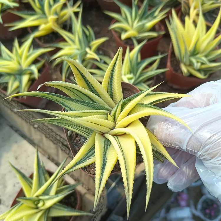 琉璃殿锦多肉实生植物盆栽硬叶十二卷肉肉桌面室内外阳台新手好养