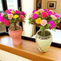 特大太阳花重瓣老桩好养阳台室外花卉四季开花绿植多年生带根盆栽